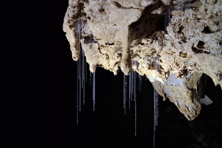 Glowworm webs hanging down to catch food. 4