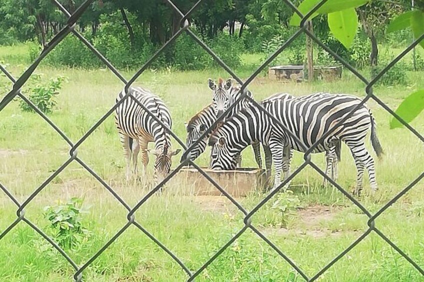 Zebras grazing near a feeding trough behind a chain-link fence. 5