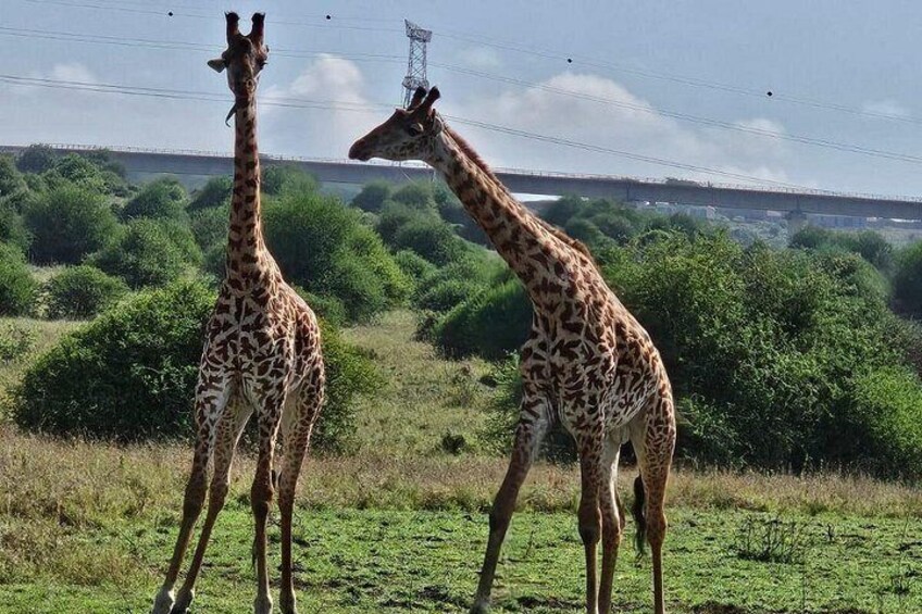Two giraffes standing in a grassy field with a bridge and power lines in the background. 5