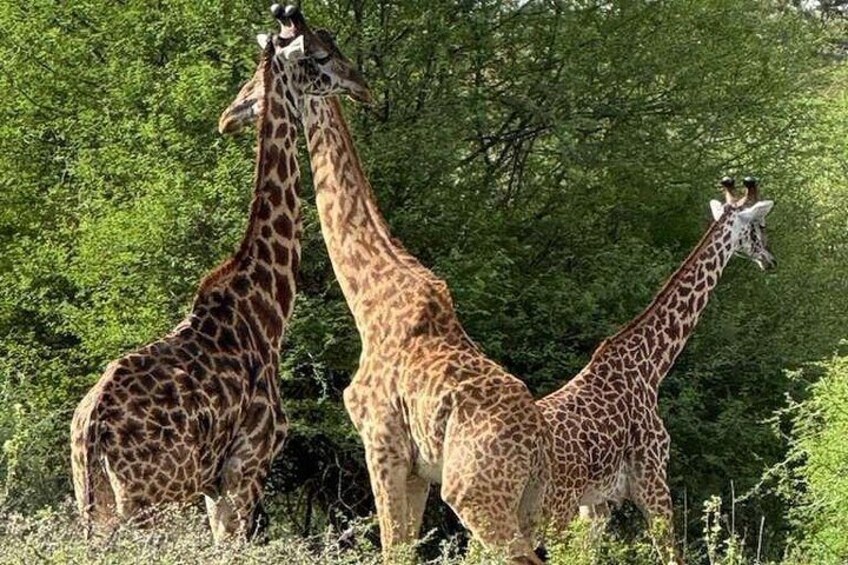 Three giraffes standing in a grassy area with dense green foliage in the background. 3
