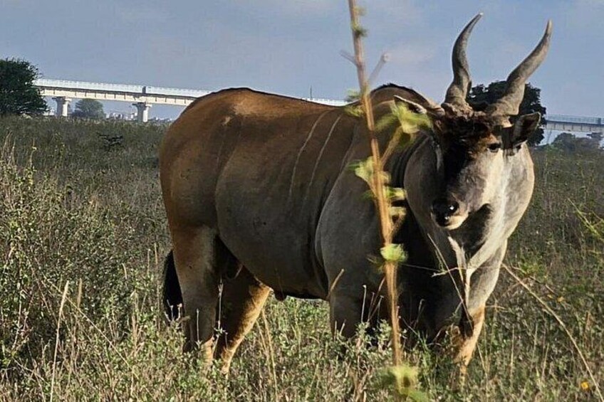 A large, dark brown bull with prominent horns standing in a grassy field with a bridge in the background. 2