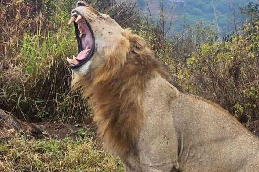A lion with its mouth open, surrounded by grass and bushes. 1