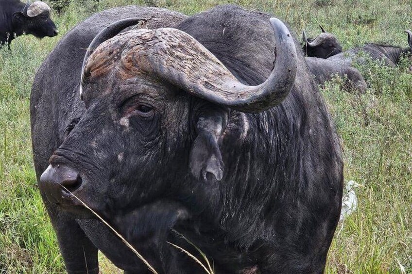 A black buffalo with large curved horns in a grassy field. 4