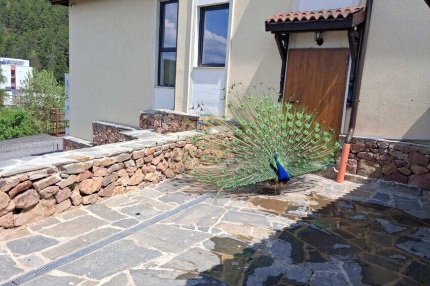 A peacock with an open tail on a stone patio in front of a house. 3