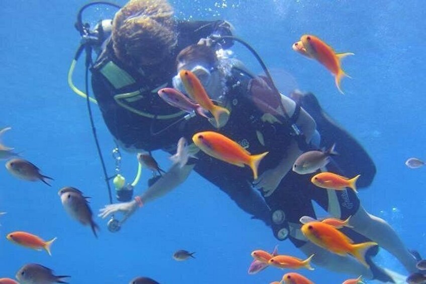 A diver surrounded by fish in clear blue water. 5