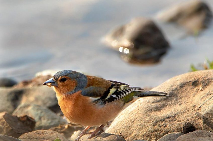 Wildlife photography 2