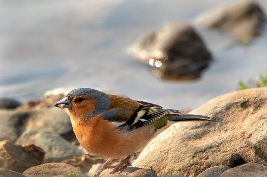 A bird with orange and gray plumage standing on rocks near water. 2