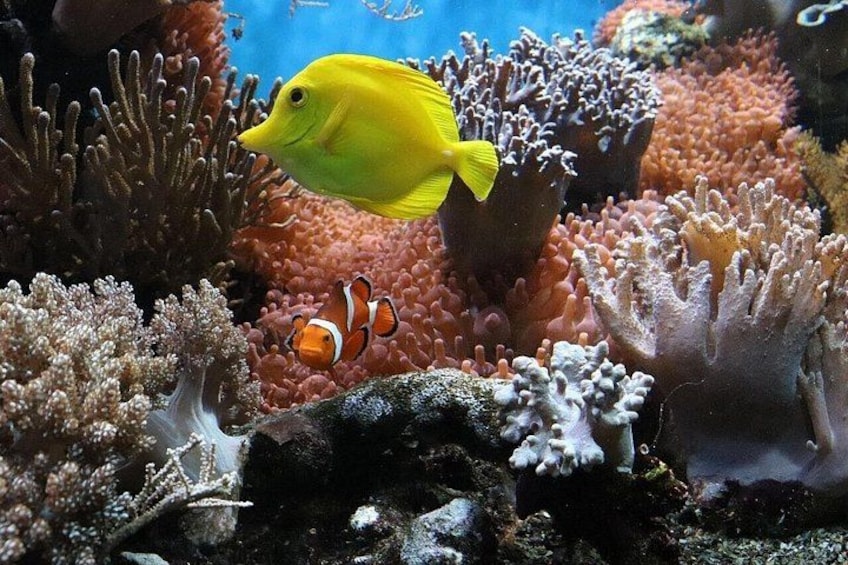 A yellow fish swimming near coral with an orange and white clownfish nearby. 2