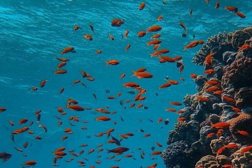 Un banco de peces naranjas nadando cerca de un arrecife de coral. 1