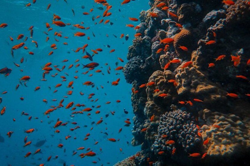 Ras Mohammed &White Island Snorkeling Cruise from Sharm El Sheikh 2