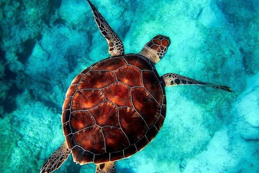 A sea turtle swimming underwater. 5