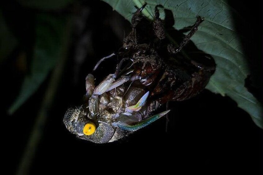 Night Tour at Bijagua Hidden Gems 1