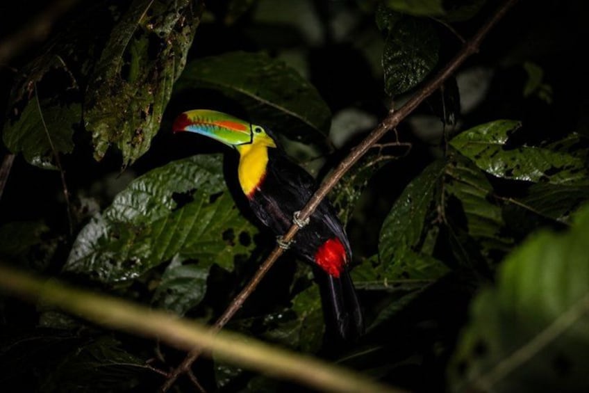 A toucan perched on a branch in a dense forest. 5