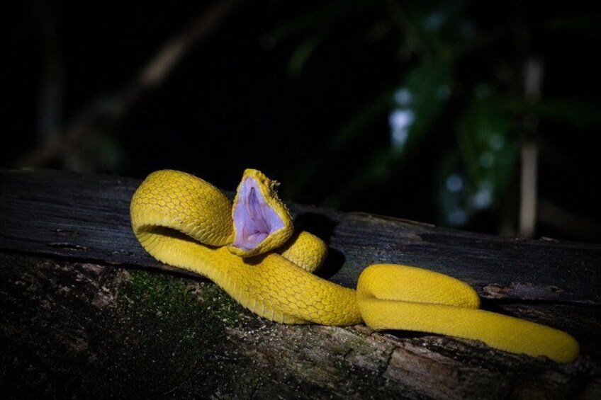 A yellow snake coiled on a tree branch. 4