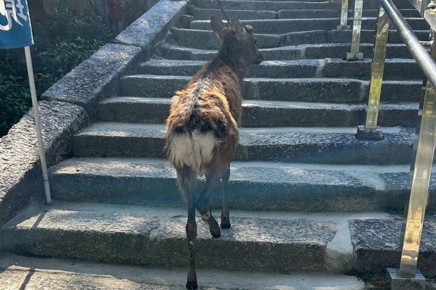 En hund som går uppför en stentrappa. 3