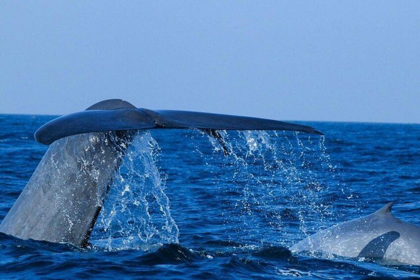 Whale Watching 4