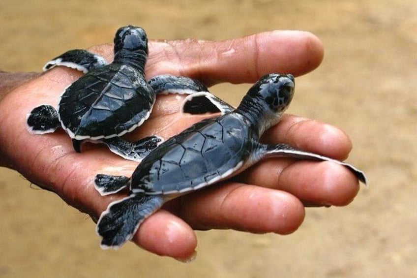Turtle Hatchery 5