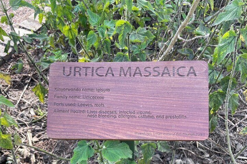 En informationsskylt om växten Urtica Massaica, med information om dess användningsområden och fördelar. 5