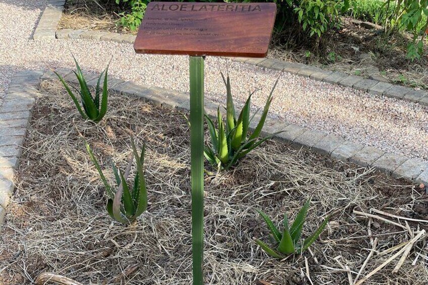 Aloe vera-plantor i en rabatt, med en träskylt. 4