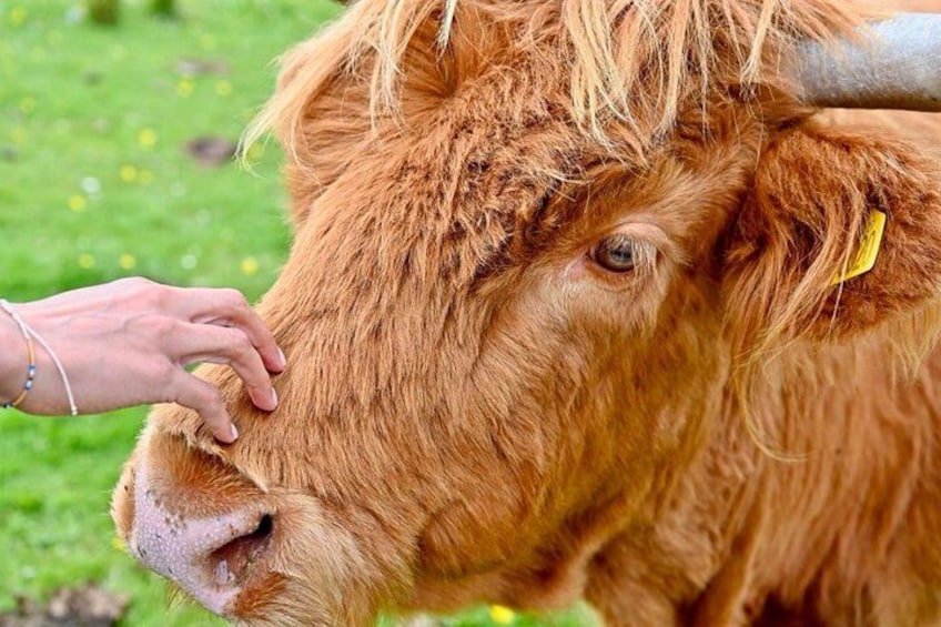 A close-up of a brown cow with a yellow ear tag, being petted by a human hand. 2