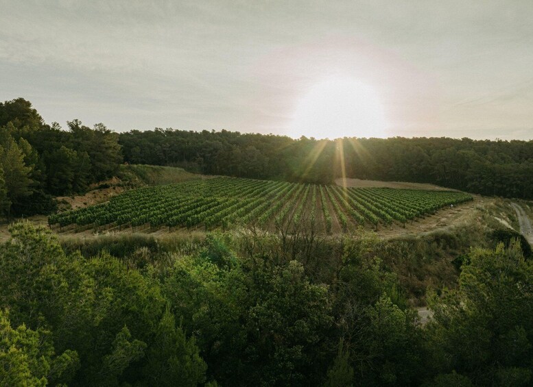 A vineyard with rows of grapevines under a clear sky. 4