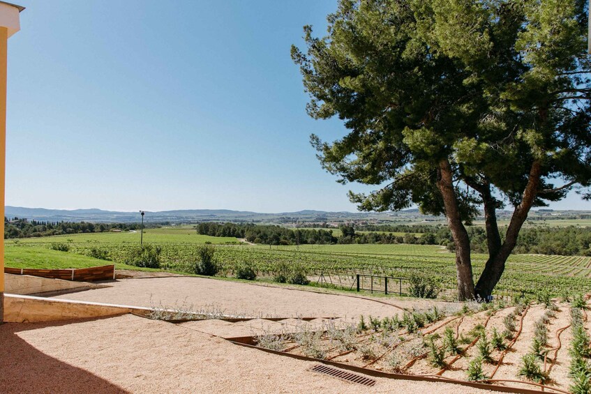 A vineyard with rows of grapevines, a large tree, and a building in the foreground. 2