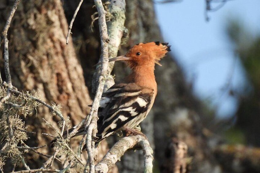 A bird with an orange head and black and white wings perched on a branch. 4