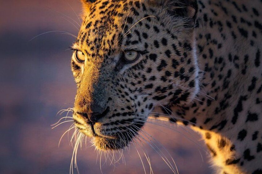 A close-up of a leopard's face with distinct spots and whiskers. 1