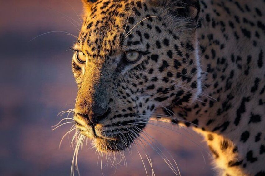 Yala National Park Private Leopard Safari: Half & Full-Day 1