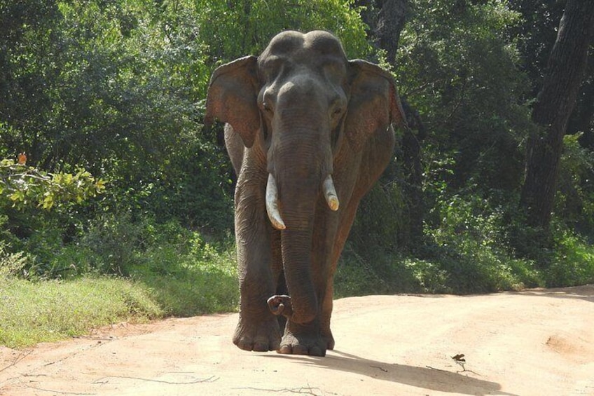 An elephant walking on a dirt road surrounded by greenery. 3
