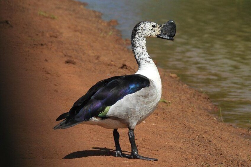 A bird standing on a sandy bank near water. 5