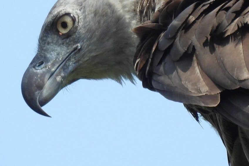 A close-up of a bird's head and neck. 2