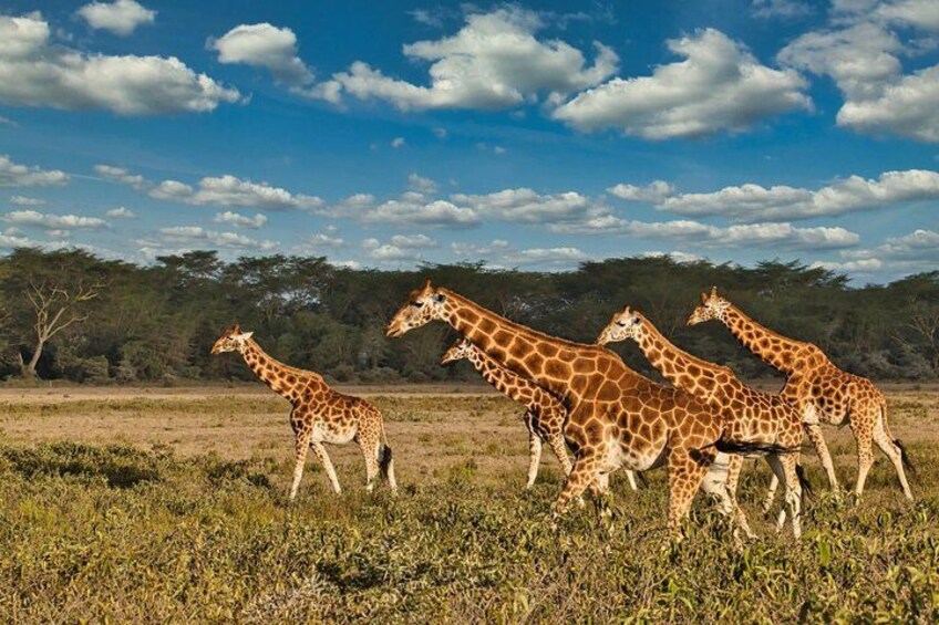 A group of giraffes walking in a grassy savannah with trees in the background and a blue sky with clouds. 4