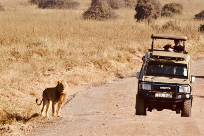 A vehicle on a dirt road with a lion standing nearby. 1