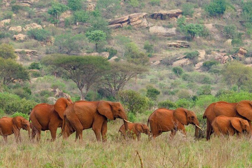 A herd of elephants in a grassy savannah with sparse trees and rocky terrain in the background. 3