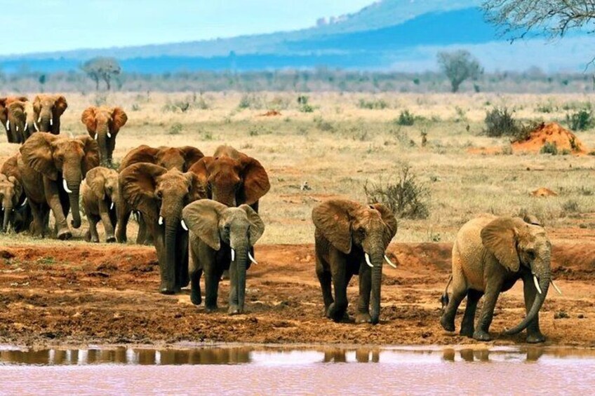 A herd of elephants near a water source in a dry landscape. 2