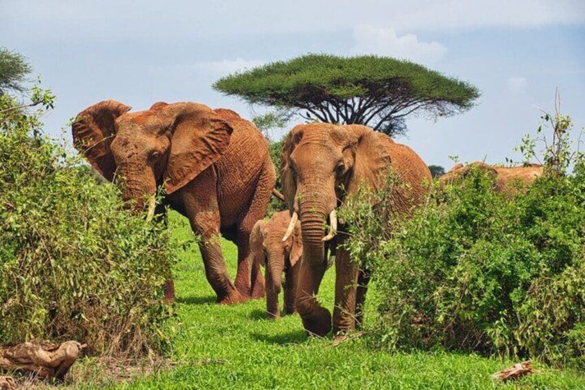 Two elephants walking through a grassy area with trees and a clear sky. 5