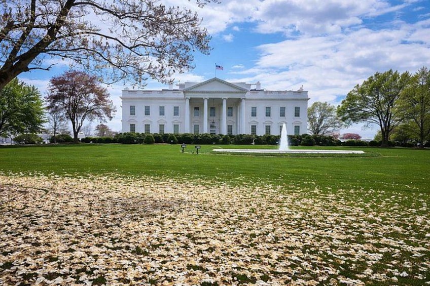 The White House with a fountain in the foreground and cherry blossoms on the lawn. 4