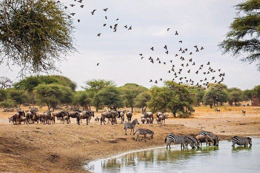 A watering hole with zebras and wildebeests, surrounded by trees and a flock of birds. 4