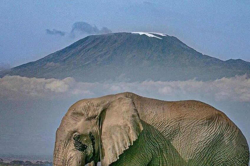 An elephant in a natural landscape with a mountain in the background. 2