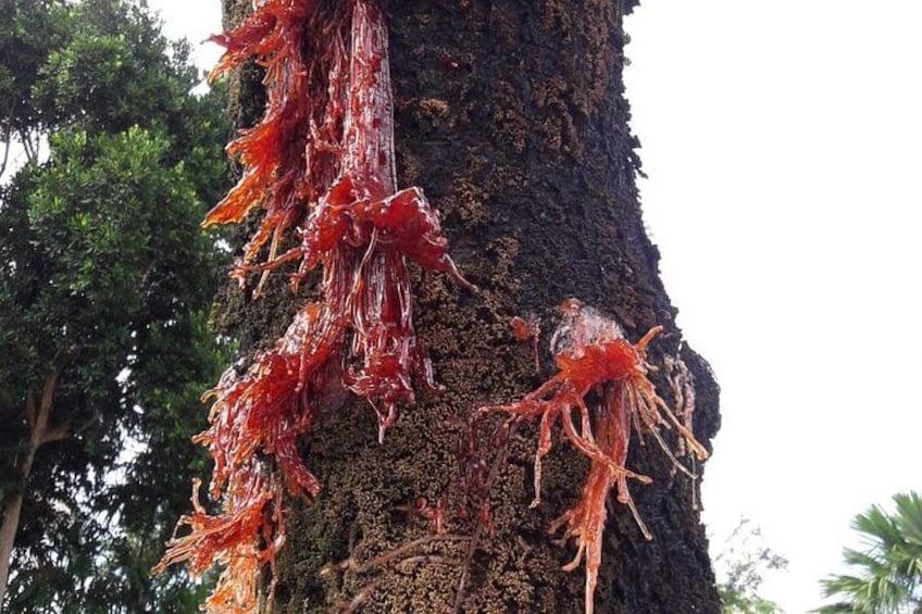 A tree with red seaweed hanging from its trunk. 3