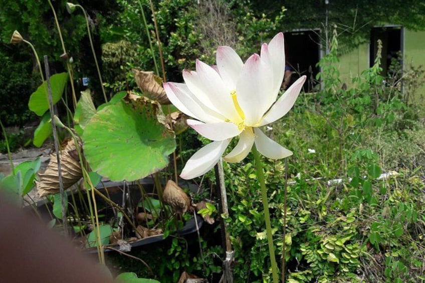 A white lotus flower in a garden with green foliage and a structure in the background. 5