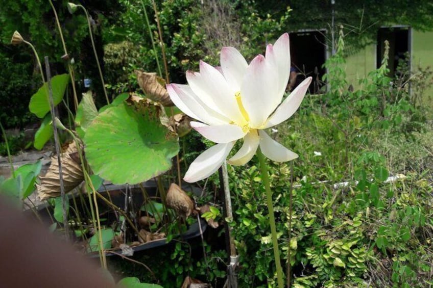 A white lotus flower in a garden with green foliage and a shed in the background. 5