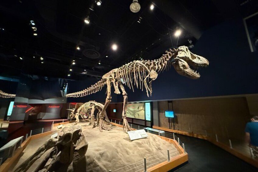 A large dinosaur skeleton exhibit in a museum. 1