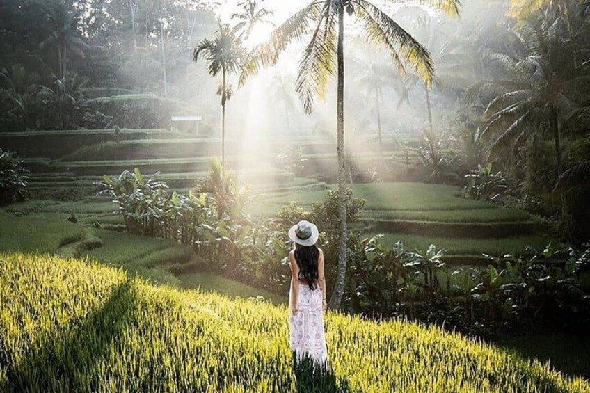 Kanto Lampo Waterfall, Tirta Empul Temple & Rice Terrace Tour 1