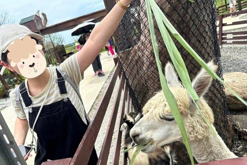 Lanyang Animal and Plant Kingdom is Yilan's highly popular parent-child farm, where you can closely feed adorable animals like capybaras, parrots, and alpacas. 5