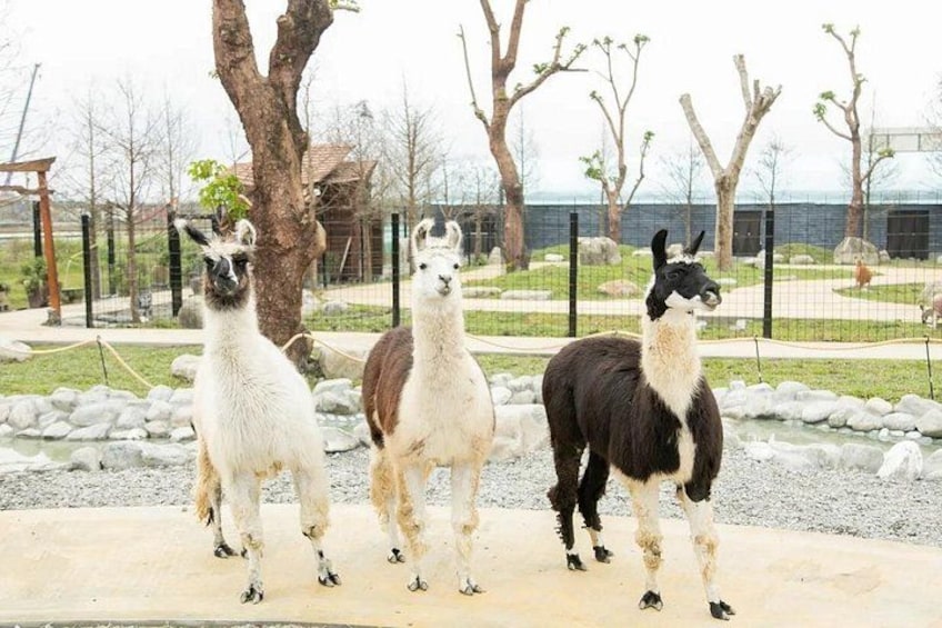 The Lanyang Animal and Plant Kingdom features fun indoor and outdoor spaces, perfect for experiencing rich ecological interaction and parent-child activities. 1