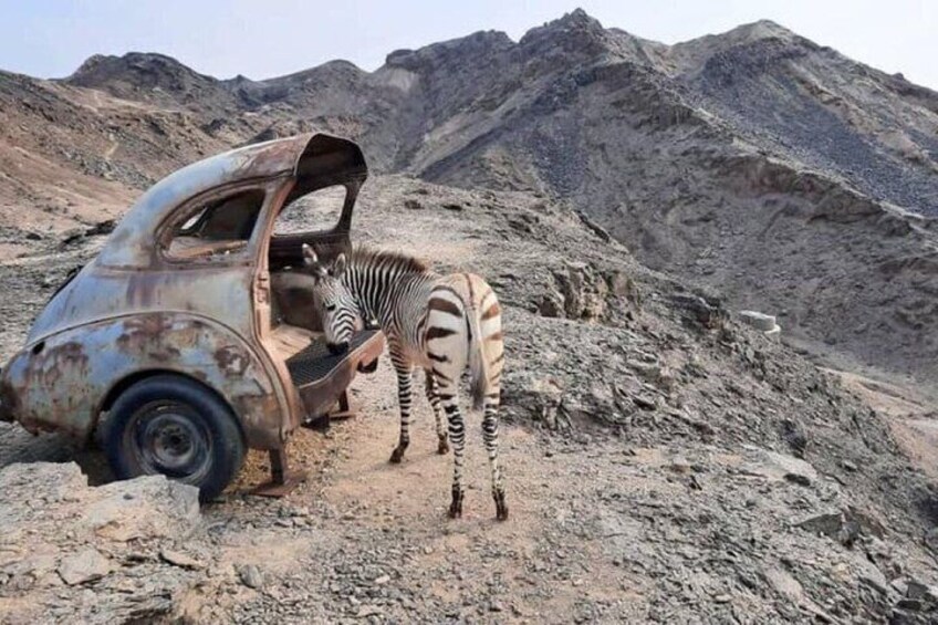 A zebra standing next to a rusted car in a rocky terrain. 2