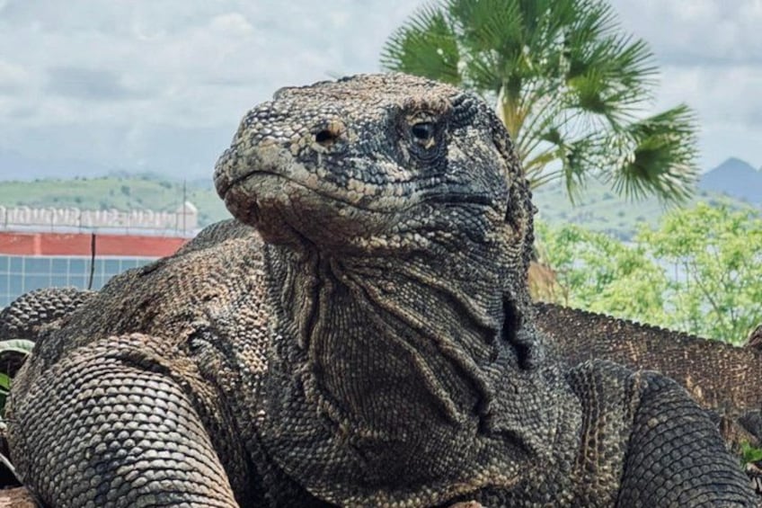 A large monitor lizard with textured skin and a prominent head, set against a backdrop of palm trees and a mountainous landscape. 1