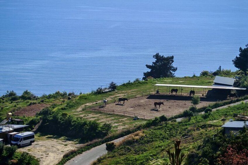 A coastal landscape with horses grazing, a covered shelter, and a road leading to a parked bus. 1